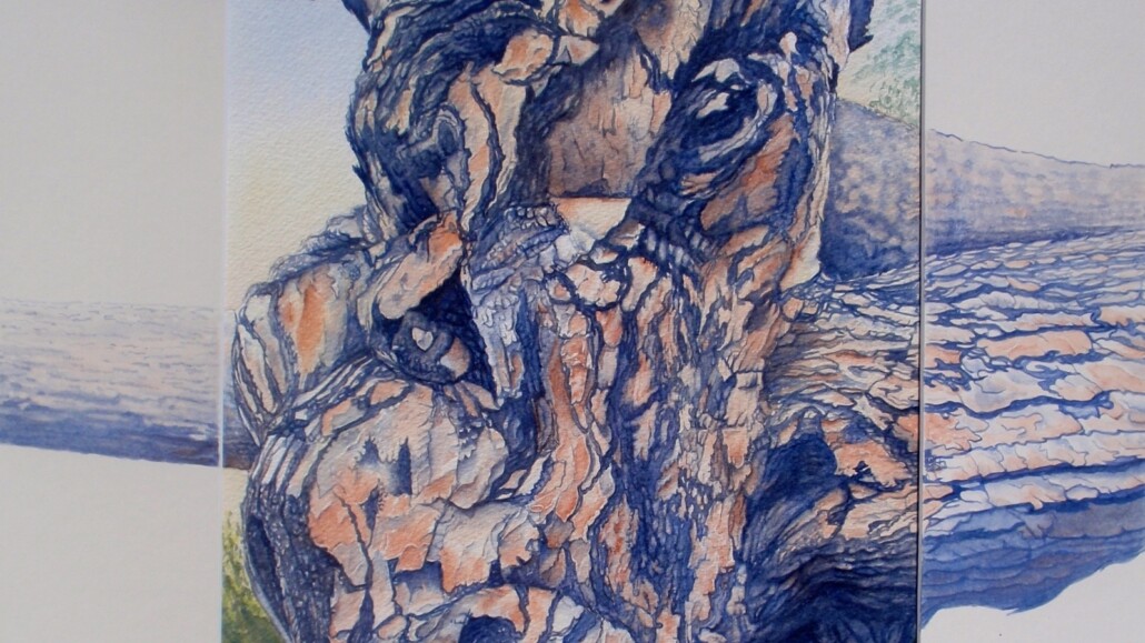 Christine Earthrowl-Fox, Wise Old Pine (Pinus pinea) – City Park, Launceston. Watercolour on matt board, 89 x 55cm.