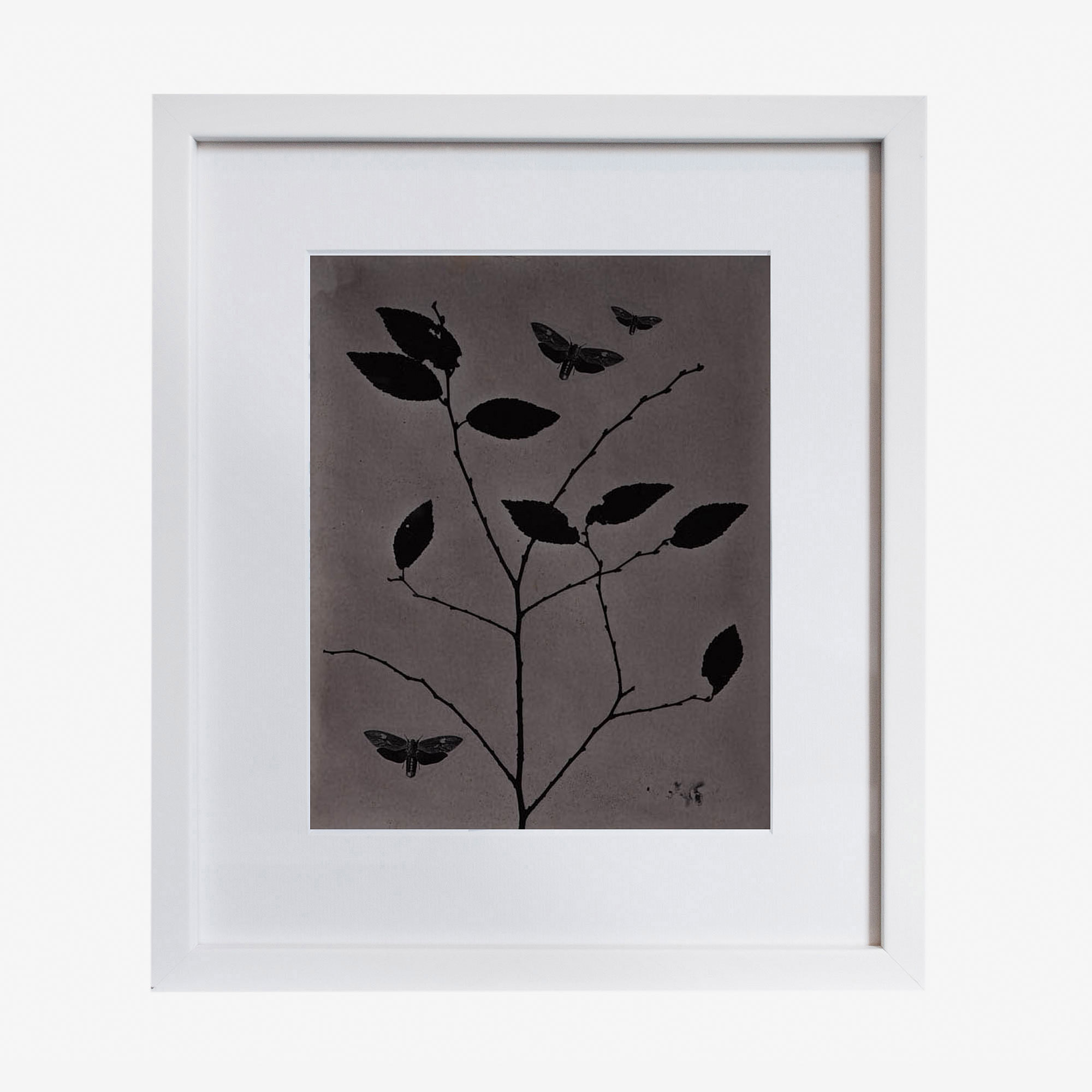 Emergence 328, unique analogue photogram in frame by Holly Schulte