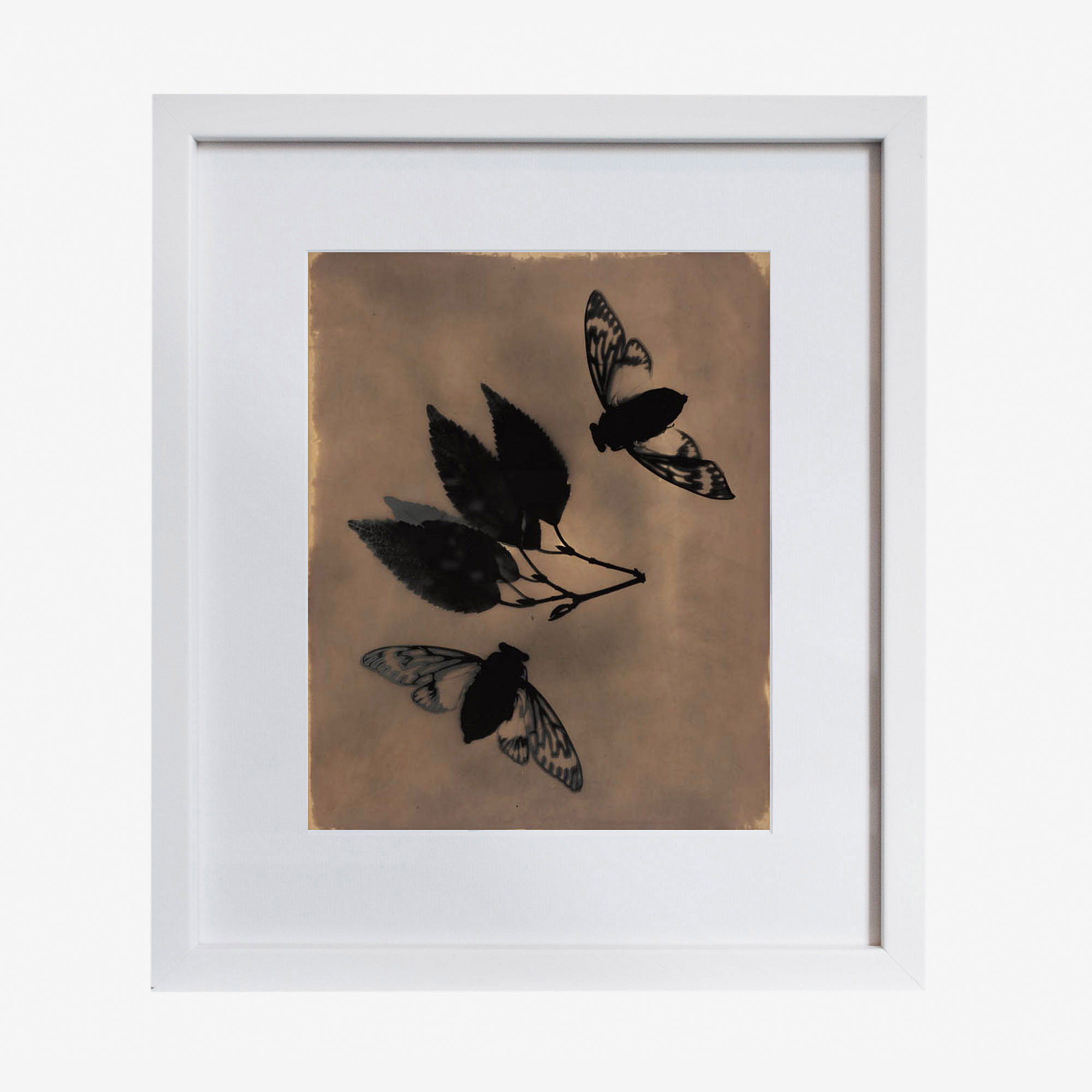 Emergence 328, unique analogue photogram in frame by Holly Schulte