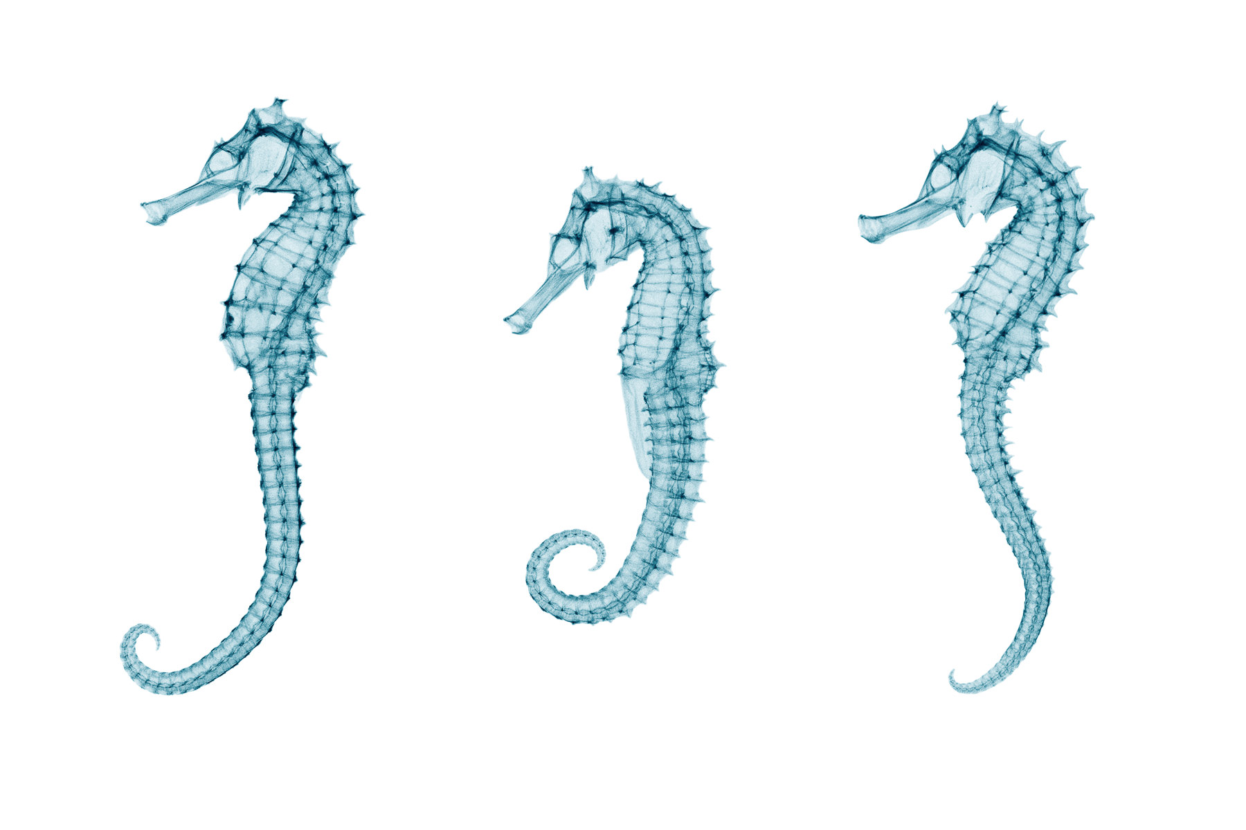 X-ray of Three Seahorses, digital print by Brendan Fitzpatrick