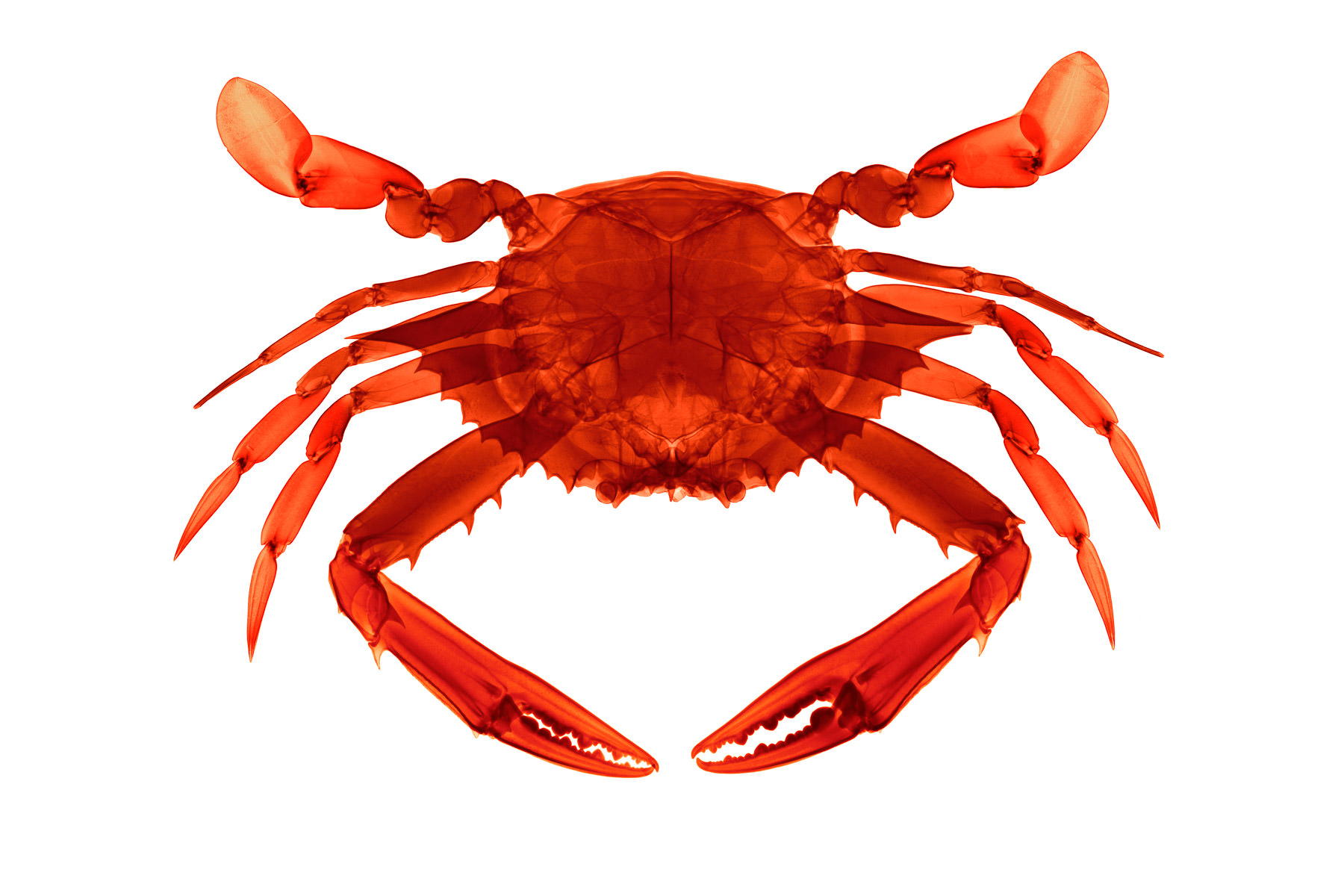 X-ray of a Crab, digital print by Brendan Fitzpatrick