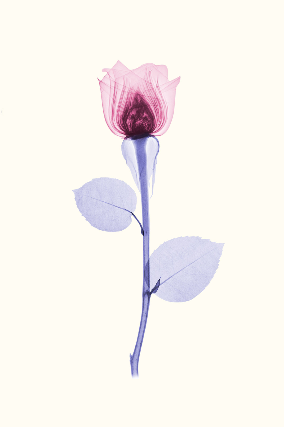 X-ray of a Rose, digital print by Brendan Fitzpatrick