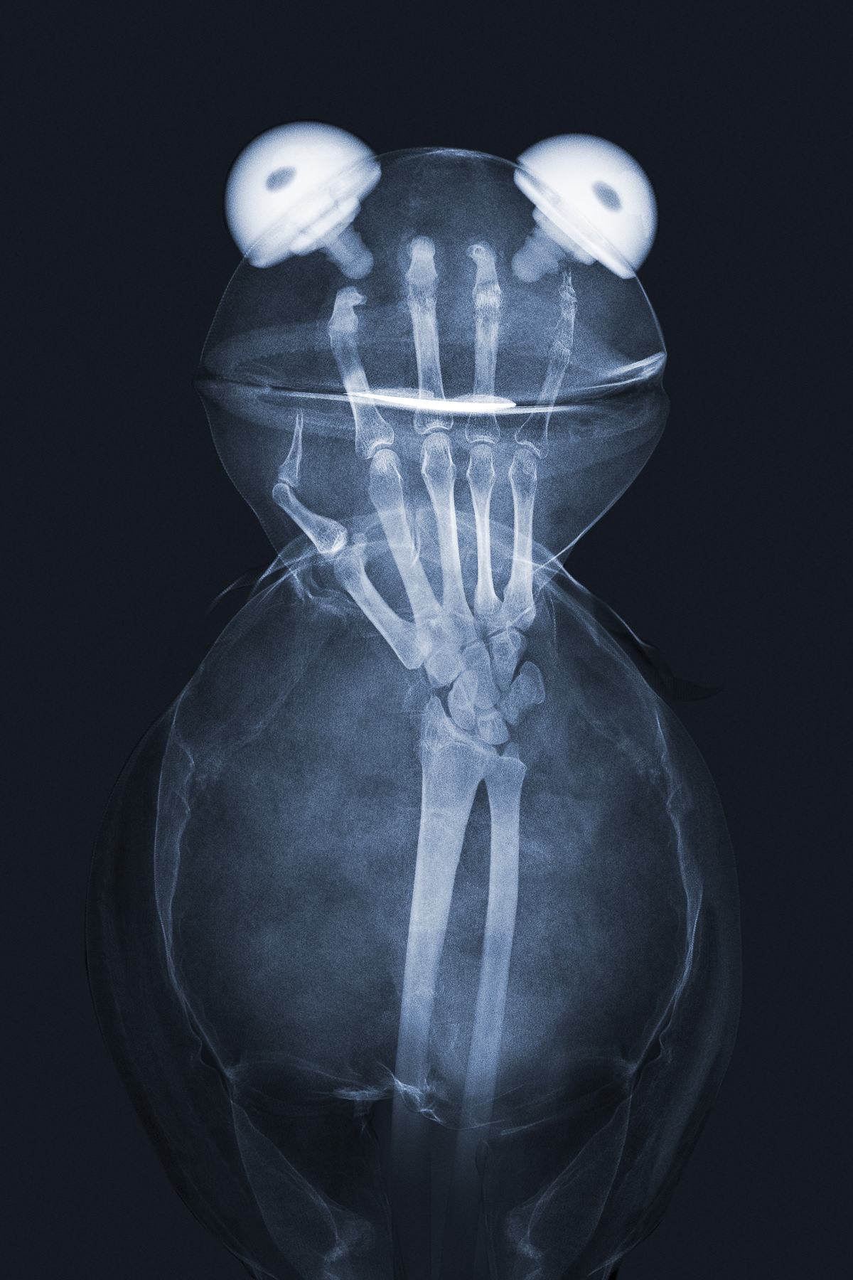 X-ray of a Sesame Street Puppet – Kermit, print by Brendan Fitzpatrick